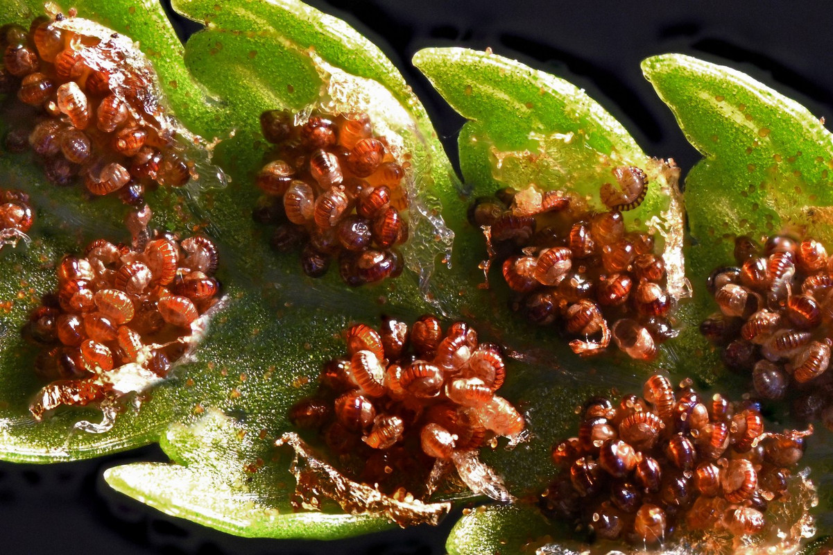 Farn 15 Wurm Dryopteris filix-mas Sporenbehälter (Sporangien) mit Anulus Garten Laowa 5x Stack 66