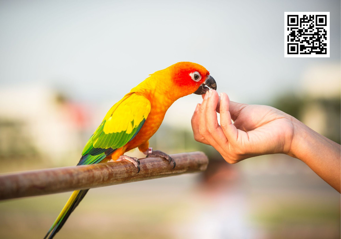 The Impact of Habitat Loss on Wild Bird Populations
