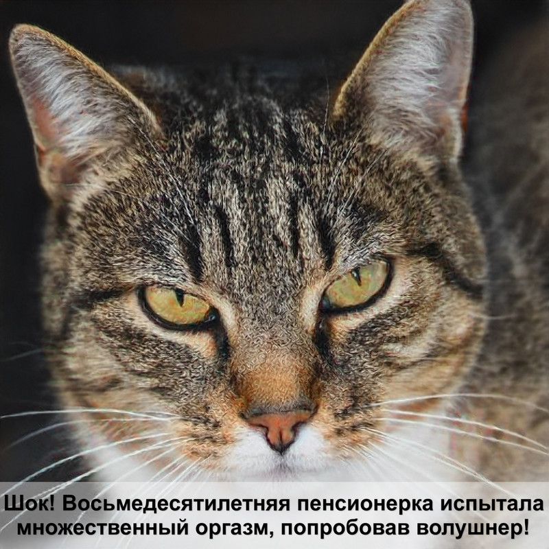 лечение лишая у кошек