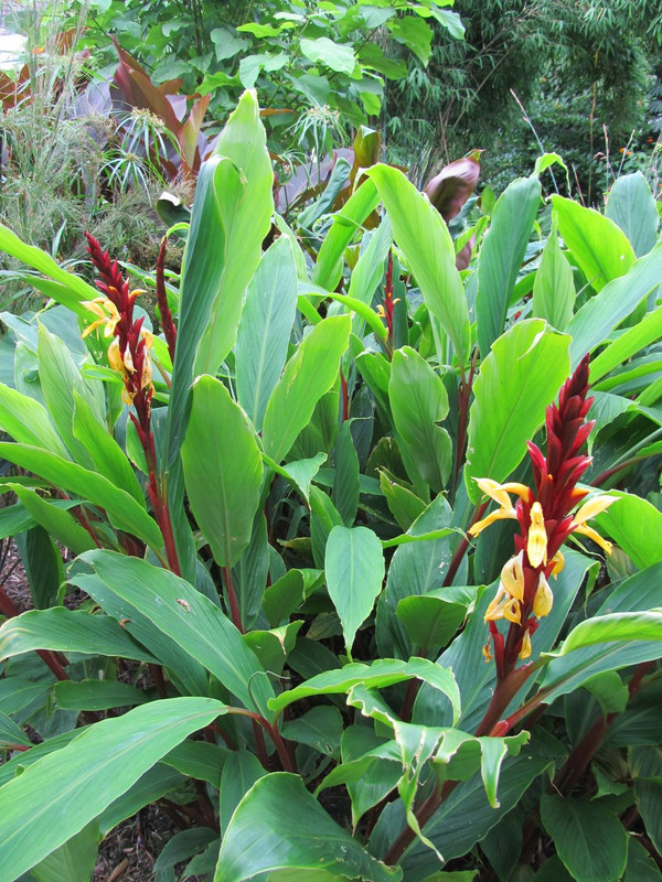 Cautleya spicata 'Robusta'