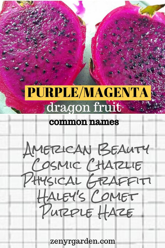 magenta-dragon-fruit-common-names.jpg