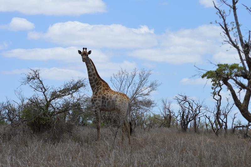 DÍA 10:  KRUGER (Lower Sabie) - Sudáfrica y Seychelles 2018 -  Una Honeymoon llena de vida (19)