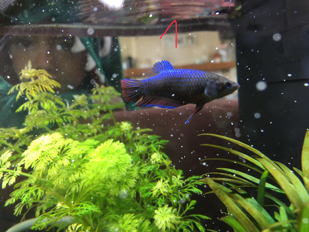 432D7688-15E0-4547-AE97-DBB9D898130C