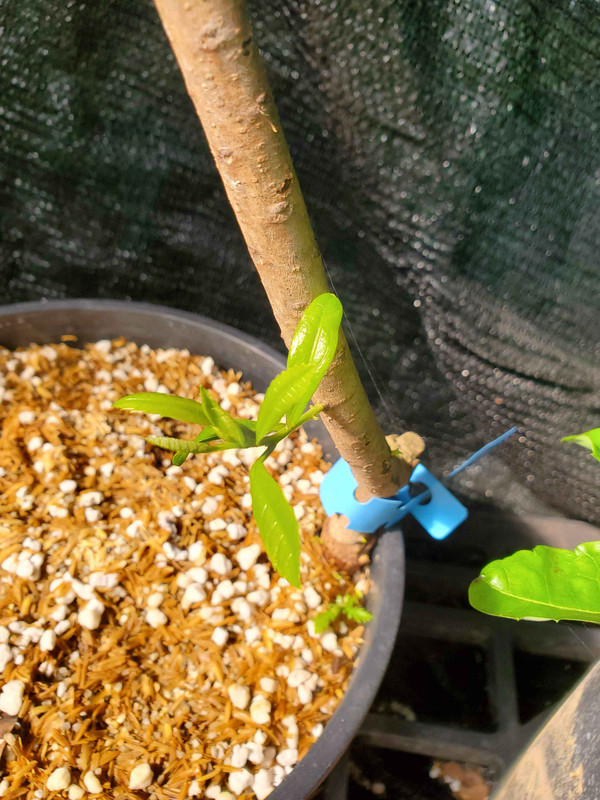 Biqi-female-leaves