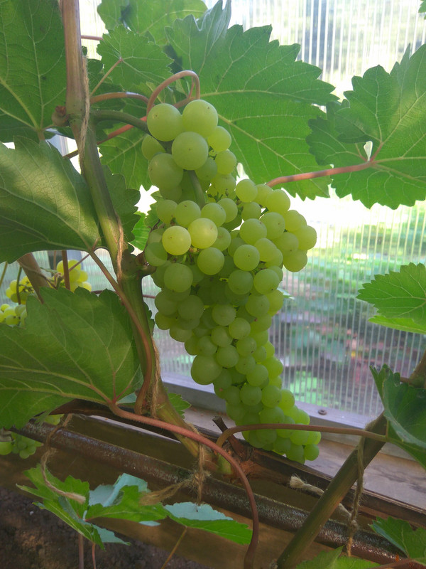 Лиепаяс Дзинтарс 28.07.2018