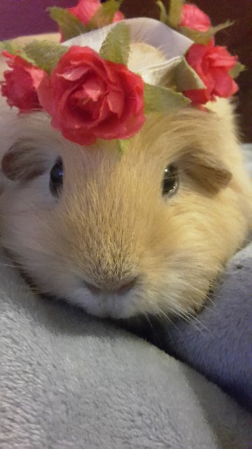 Princess-Sophie.jpg