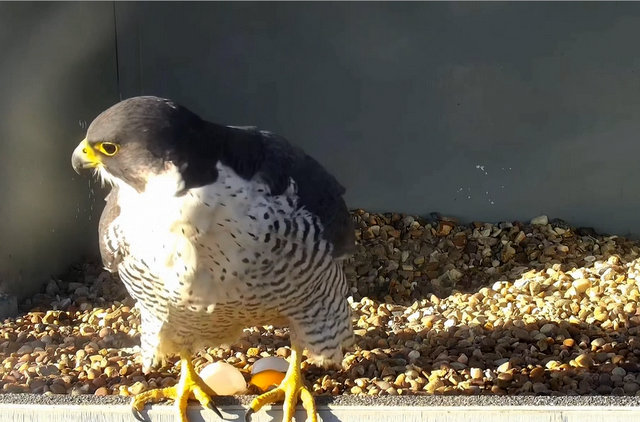 Cromer Peregrines. - Pagina 3 Przechwytywanie-w-trybie-pe-noekranowym-05-04-2021-203332