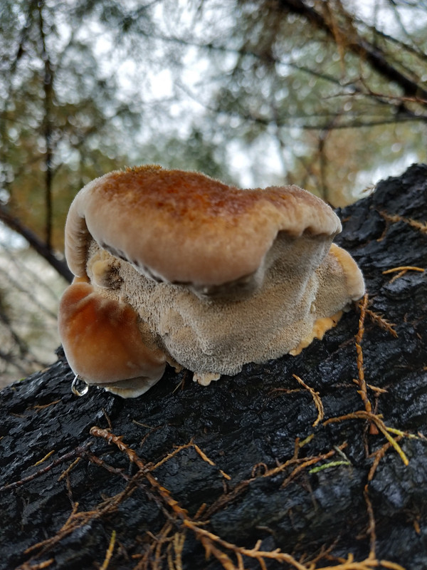 Inonotus tamaricis (3)