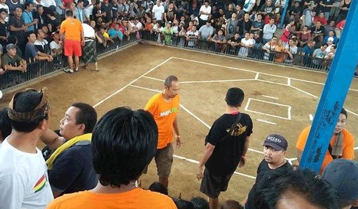 Sabung Ayam di Bali: Menguak Potensi Budaya dan Jeratan Judi