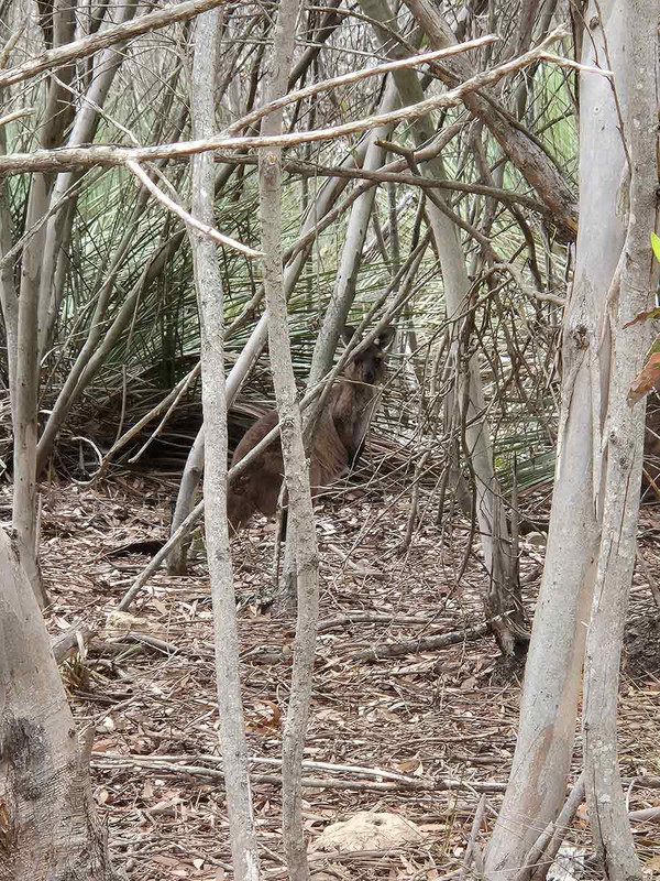 Lurking kangaroo