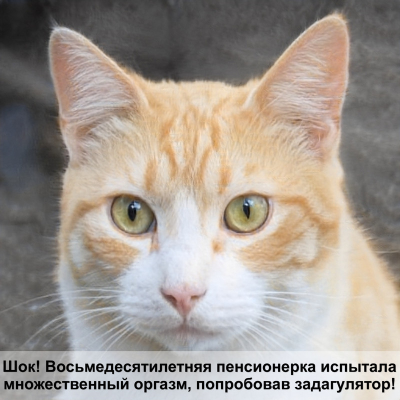 бобтейл кошка окрас