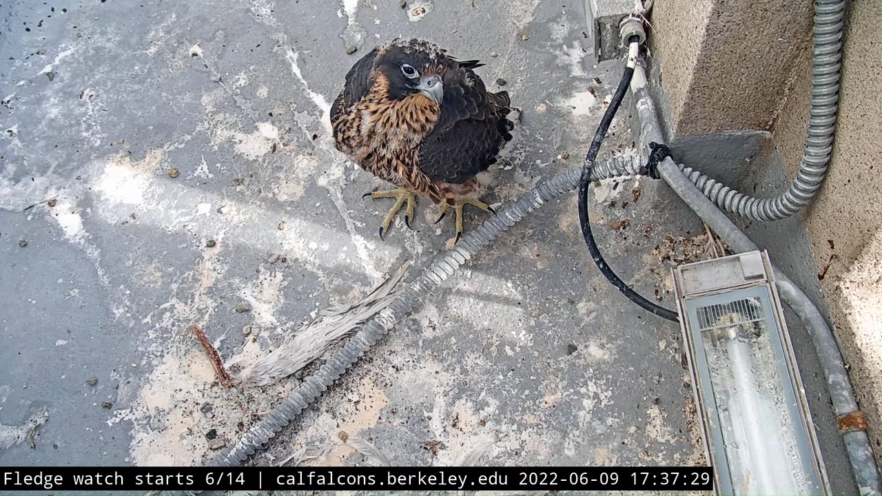 Cal Falcons Nest Cam, UC Berkeley 12-58-29 screenshot (1)