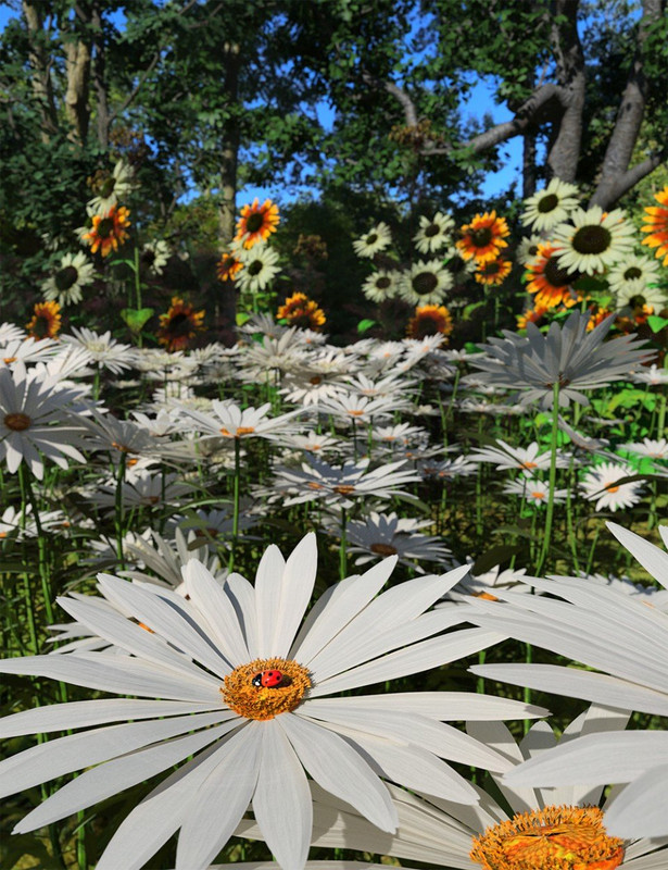 Garden Flowers - Garden Daisies Garden Flowers - Garden Daisies