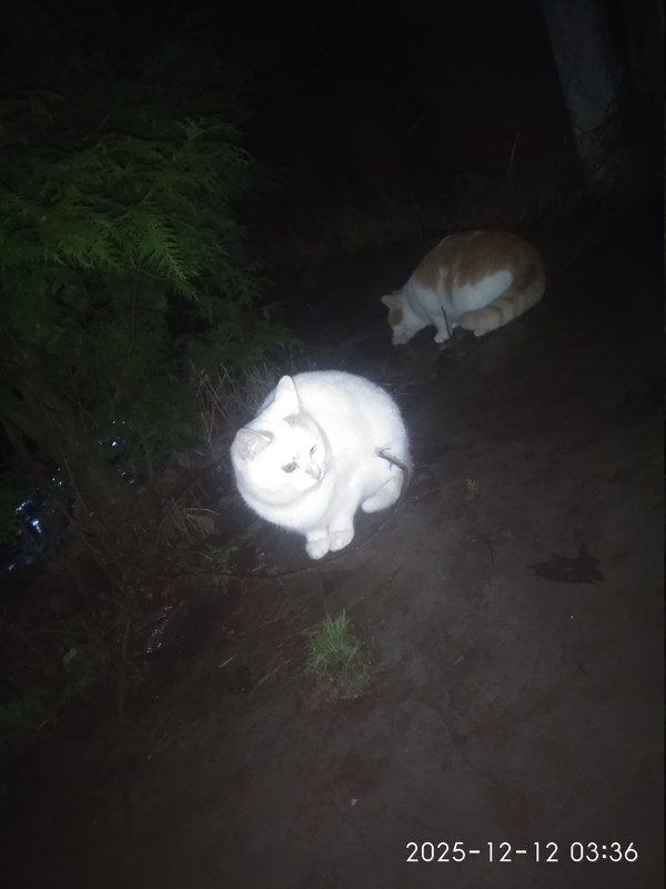 IMG 20251212 033652 HHT