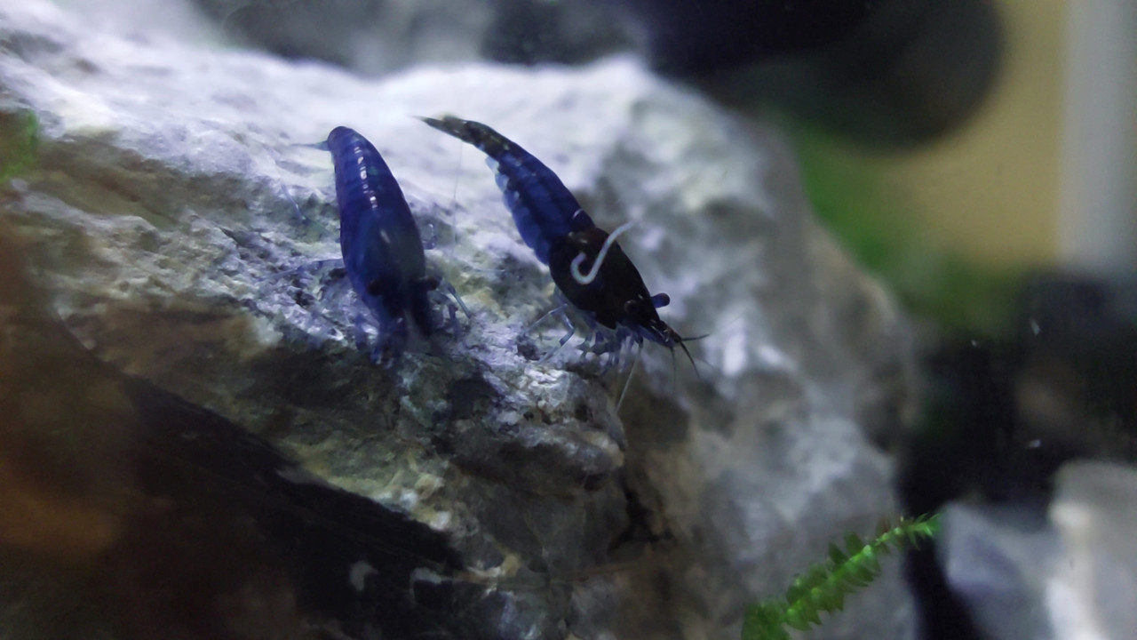 VideoCapture_20240522-200224