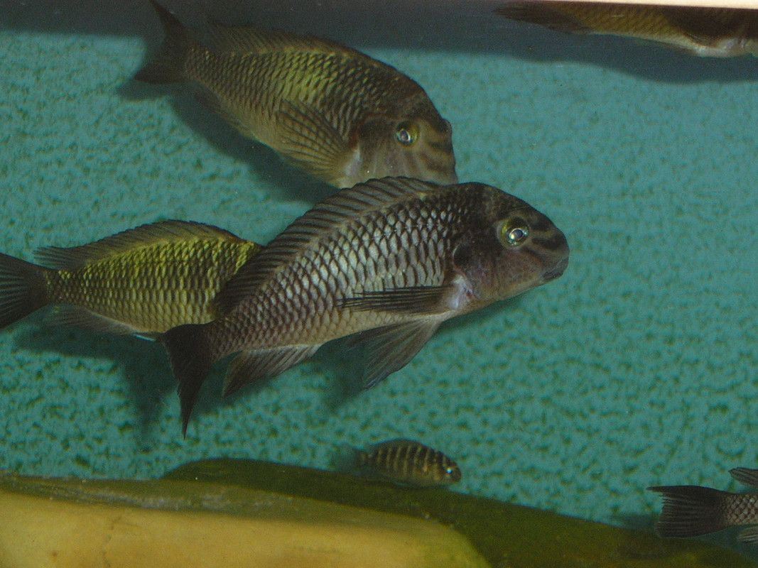 tropheus moorii zongwe (10)