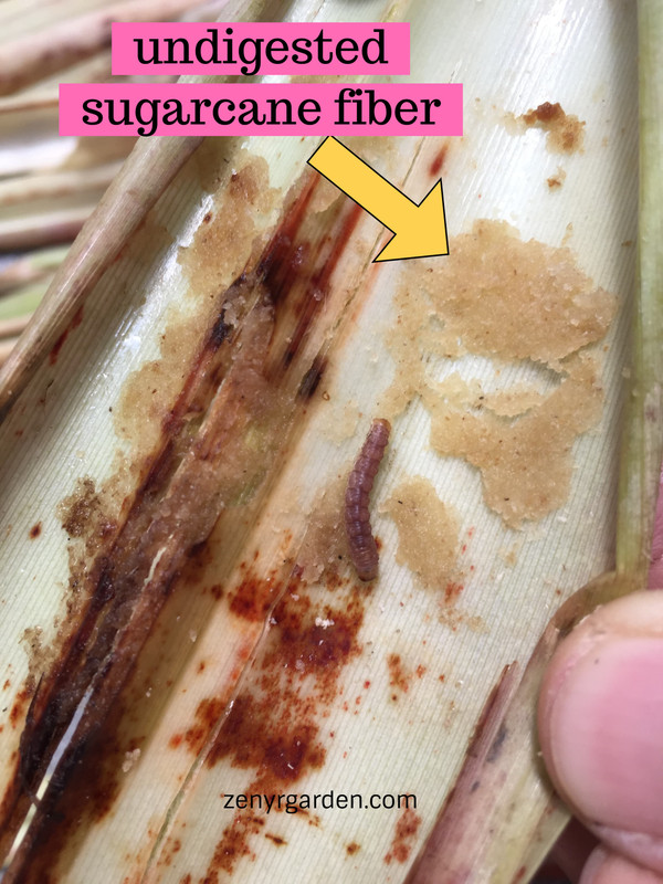 worm-in-sugarcane-leaves.jpg