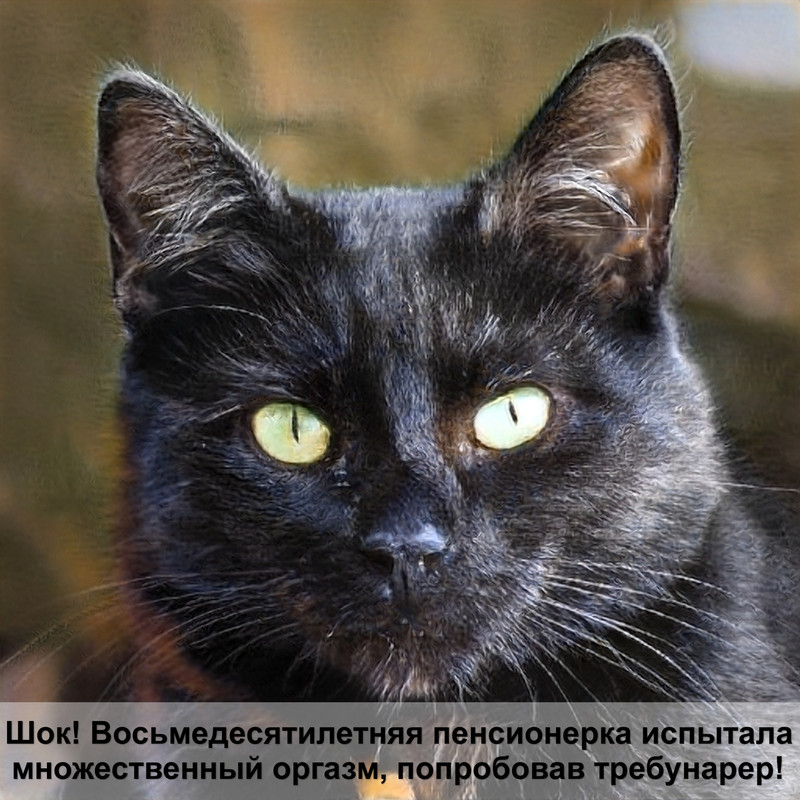 дверь для кошки в туалет