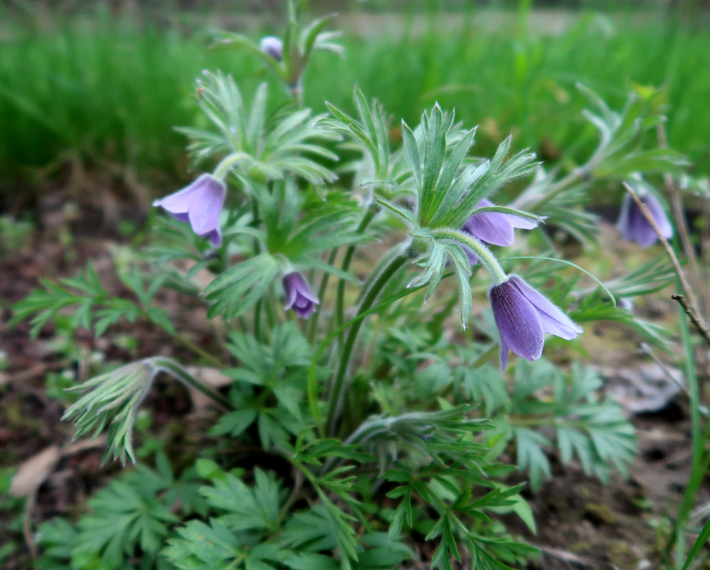Pulsatilla x ambigua 2