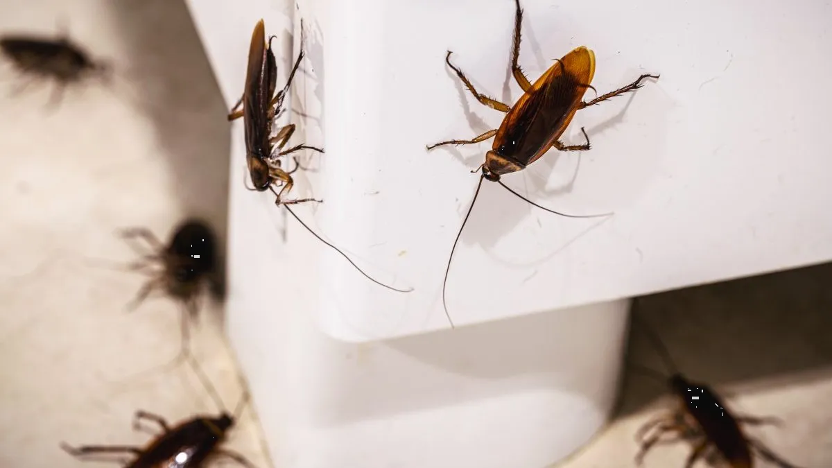 ¿Cucarachas dentro del refrigerador? Aplica estos consejos para detectarlas
