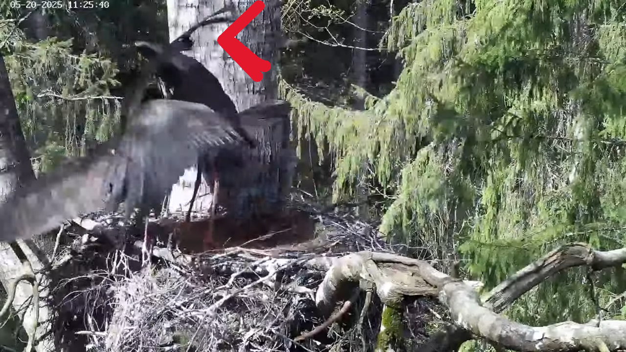 Black Stork Nest 2 2025 - Page 26 - Looduskalender