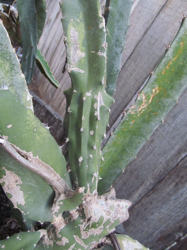 Bud to Branch Mature