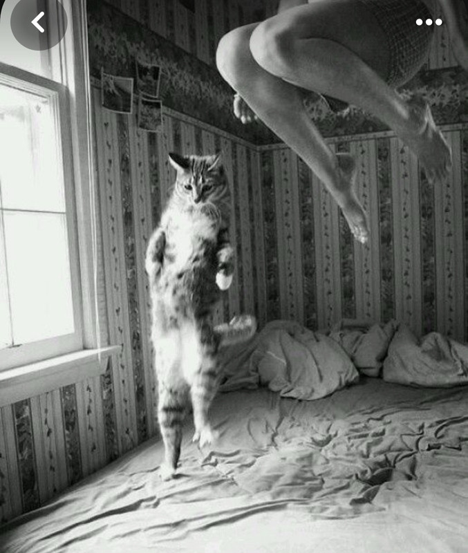 Screenshot_20231128_205202_Pinterest