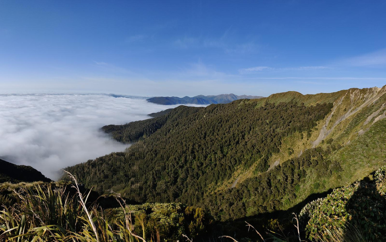 Escapadas y rutas por la Nueva Zelanda menos conocida - Blogs of New Zealand - Tararua Forest Park: Mt Holdsworth Loop (noviembre 2019) (7)