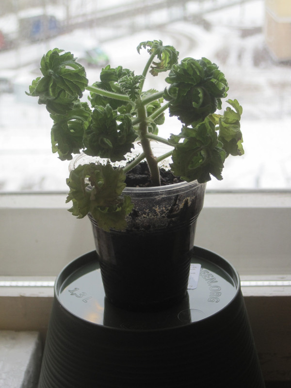 Пеларгония Гравиоленс Бонтросай