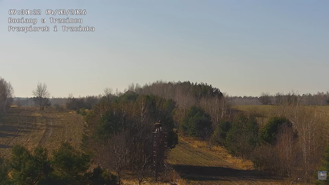 04032026 Prace przy gnieździe 5