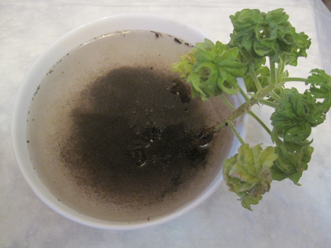 Промываем корни в растворе с Фитоспорином-М