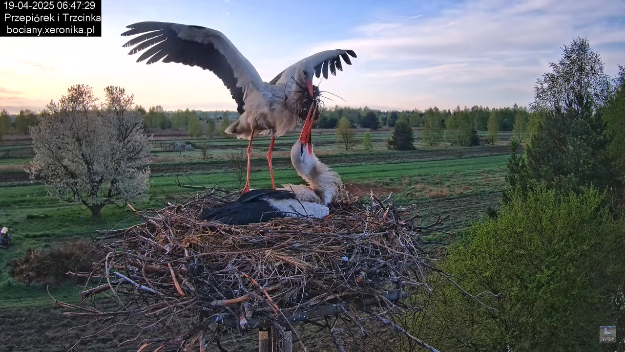 19042025bociany1