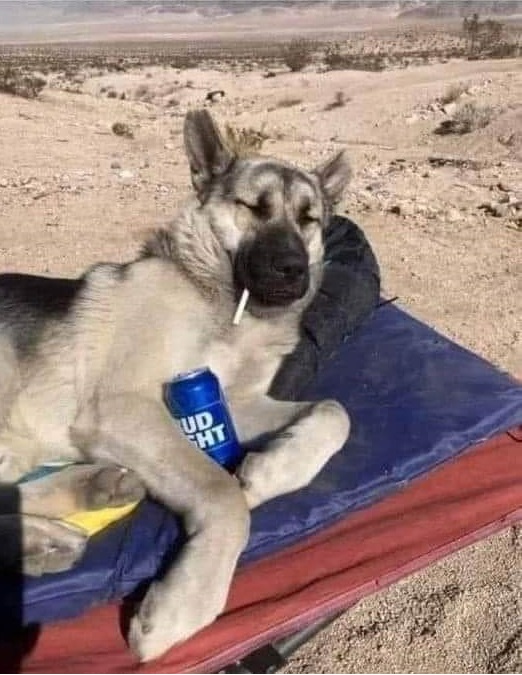 dog-with-cig-and-beer.jpg