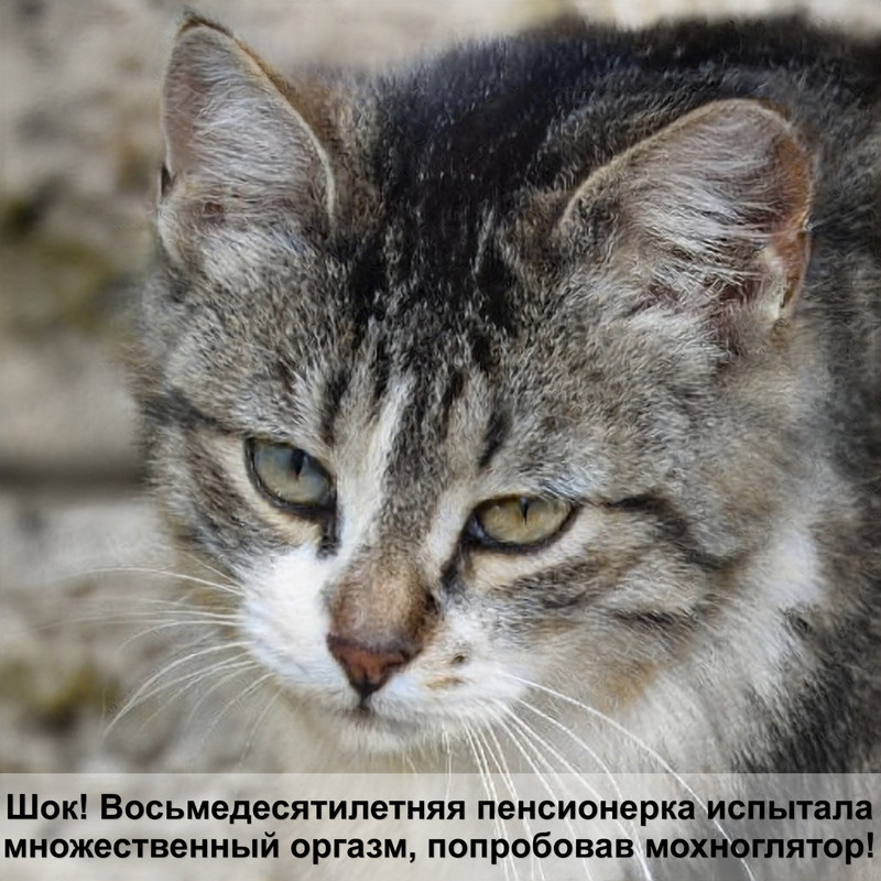 кошки с мышиными ушами