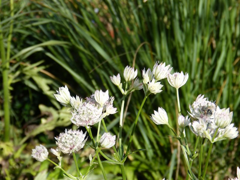 2014-11-01 Novemberblüten 28