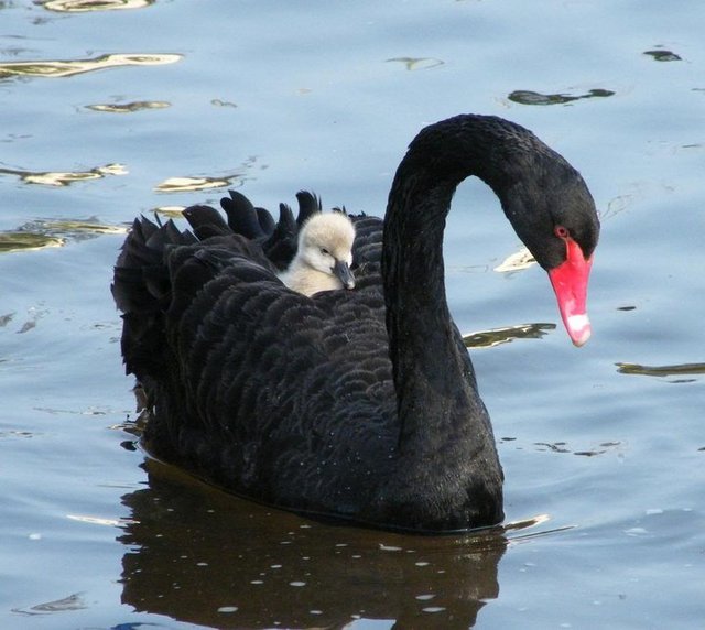 Black-Swan-and-Cygnet.jpg
