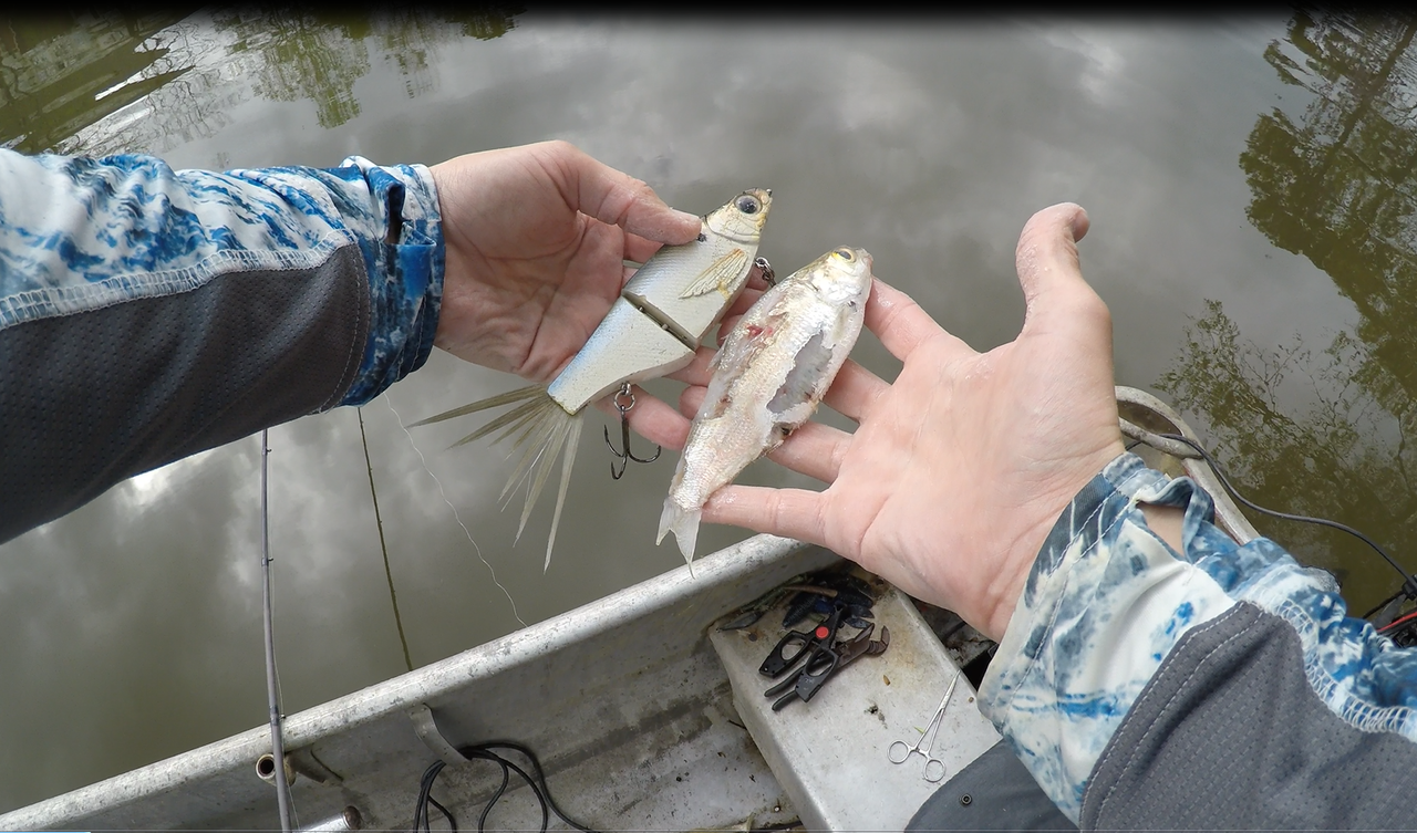 chad-shad-vs-gizzard-shad.png
