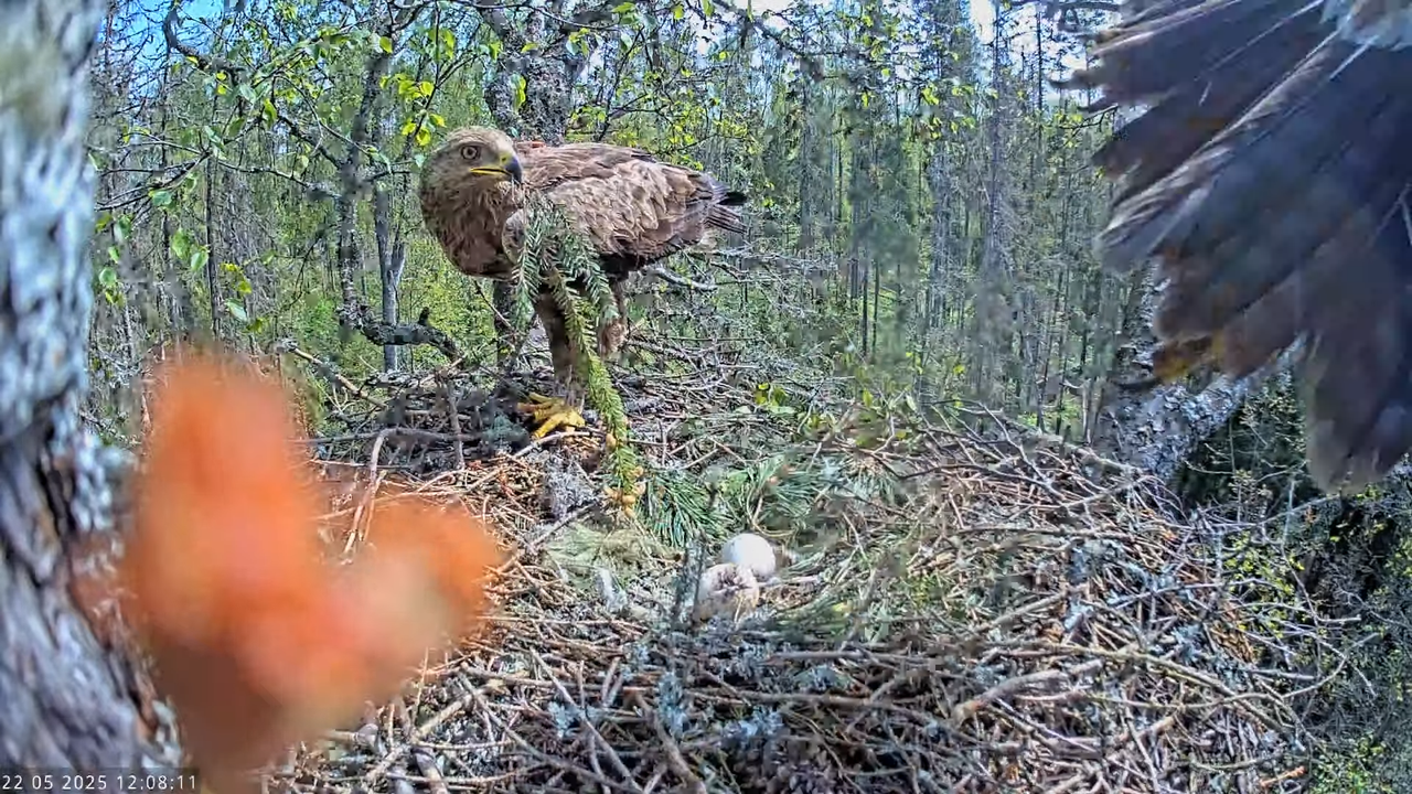 Väike-konnakotkas __ Clanga pomarina __ Lesser Spotted Eagle 13-1-21 screenshot