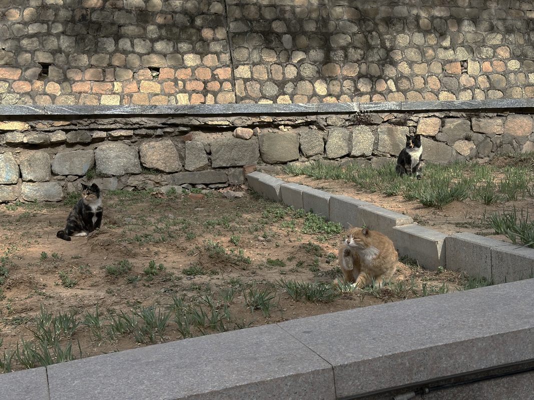 cats