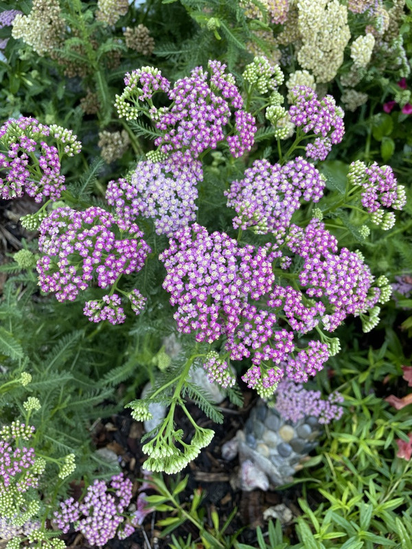 5D68CB88-CEC5-4839-8409-EFDEE010D3DC_1_105_c