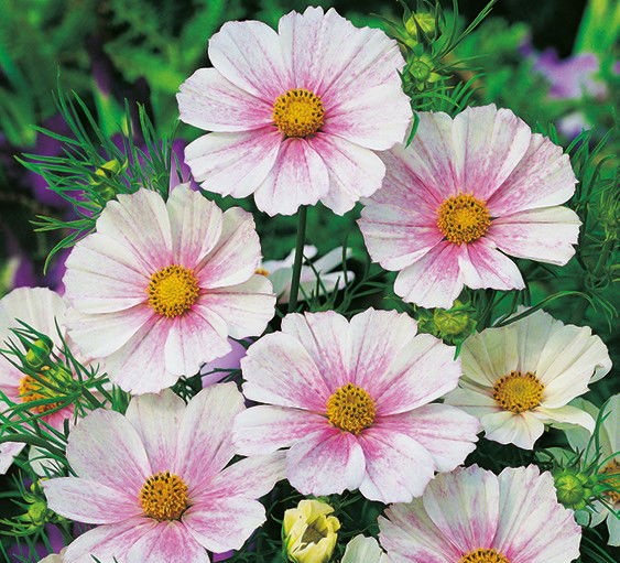 28 026603 14004805m jpg