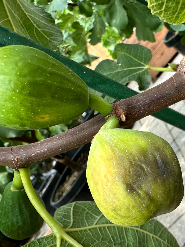 figs-83.jpg