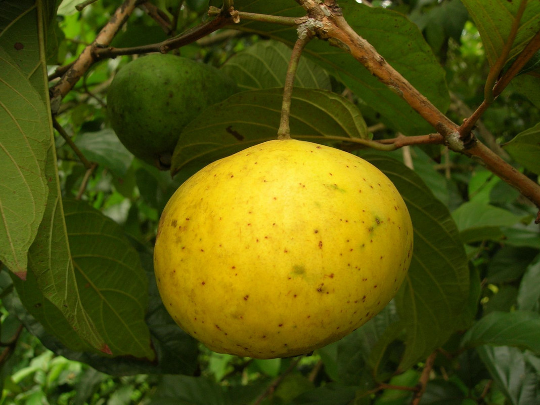 Campomanesia lineatifolia1