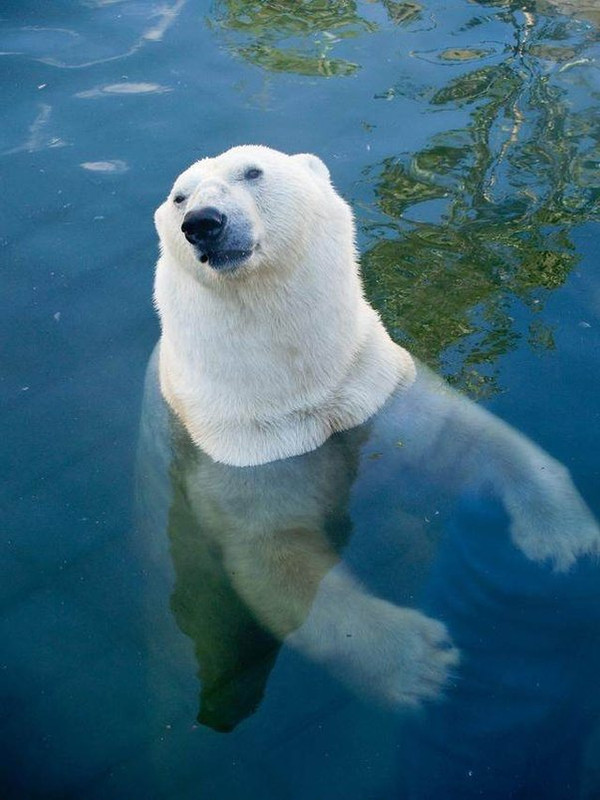 polar-bear-in-the-water