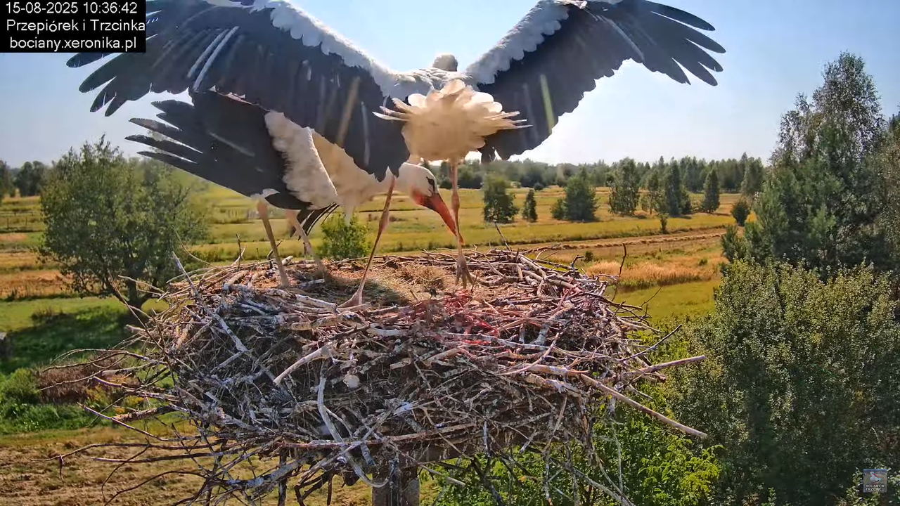 15082025bociany18