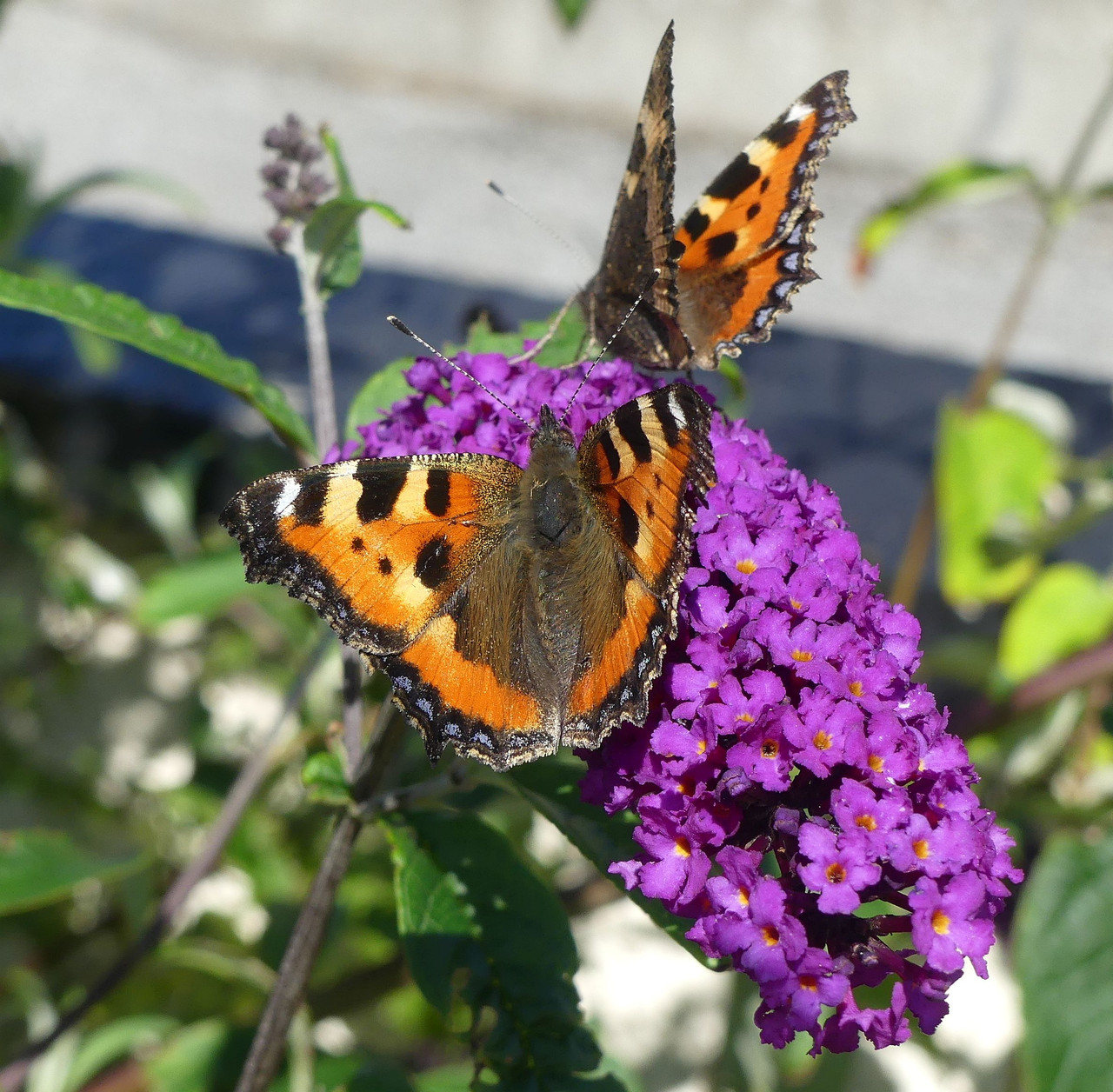 TORTOISESHELL 10
