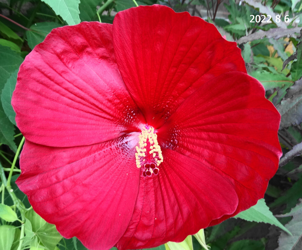 močvirski hibiskus V