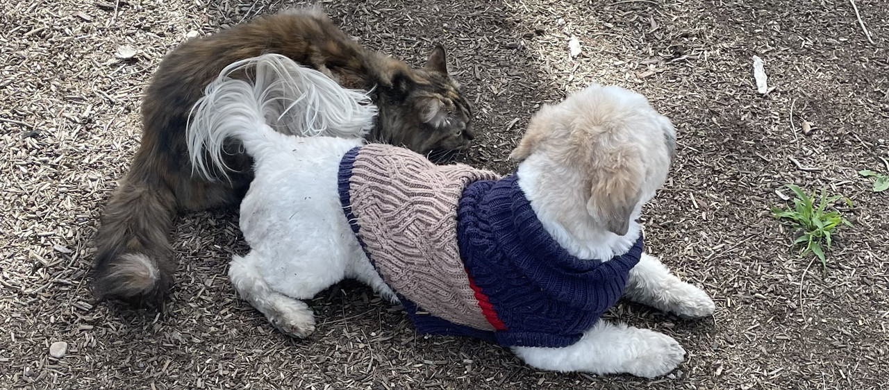 017796F6-545E-4871-9126-A904E43AE36E_1_201_a