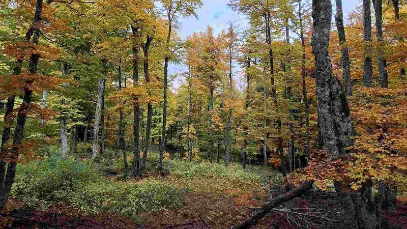 κοζάνη, ειδήσεις, νέα, Πτολεμαΐδα
