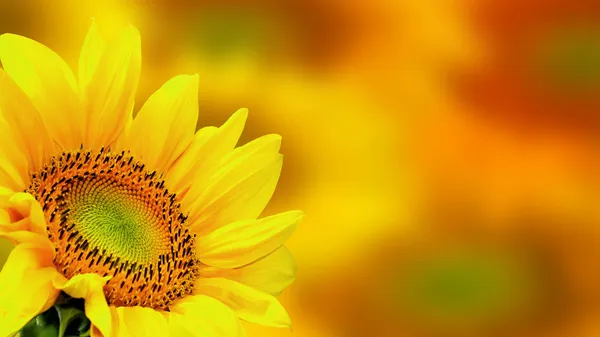 depositphotos-23364754-Sunflower.webp